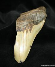 Half Of A Megalodon Tooth SC #965