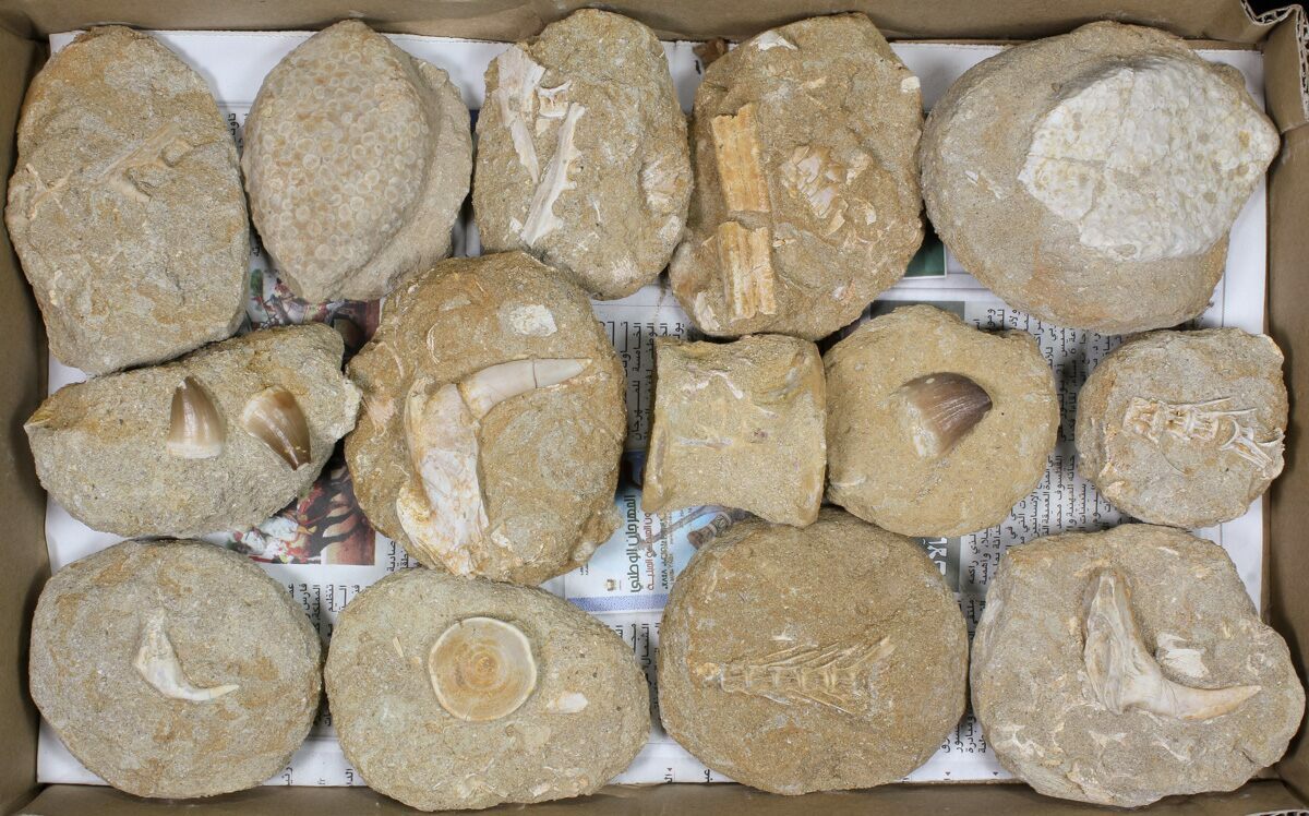 Wholesale Flat Cretaceous Marine Vertebrate Fossils 14 Pieces For