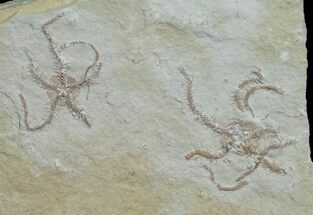 Double Brittle Star Plate - Solnhofen Limestone #6144