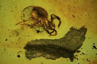Detailed Fossil Spider (Aranea) In Baltic Amber #81702