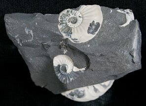 Double White Pleuroceras Ammonite - Germany #6170