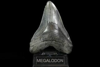 Monster, Fossil Megalodon Tooth - Georgia #82678