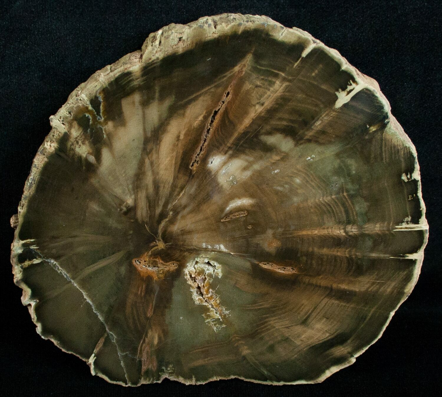 Zimbabwe Petrified Wood (Woodworthia) (6256) For Sale