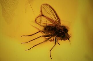 Detailed Fossil Fly (Diptera) & Aphid (Mymarommatidae) In Baltic Amber #84600