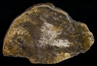 Osmunda Petrified Wood Slice - Australia #6296