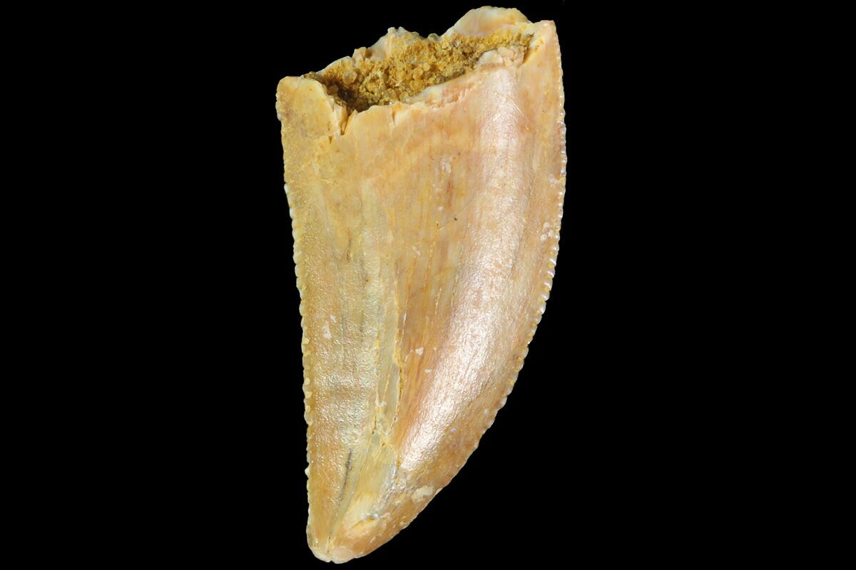 velociraptor teeth for sale