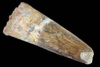 About Dinosaur Teeth - Fossilera.com