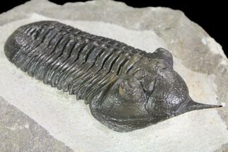 Morocconites Trilobite Fossil - Morocco (Reduced Price #85551