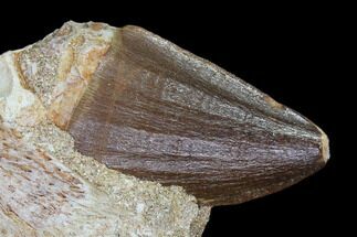 Beautiful Mosasaur Tooth & Crow Shark Tooth in Rock #85670