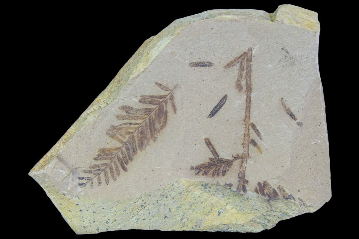 Metasequoia Dawn Redwood Fossils