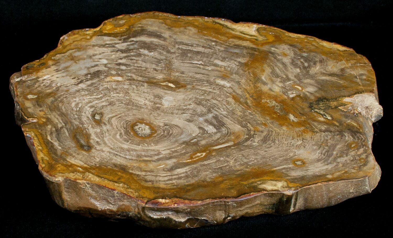5.1" Petrified Wood End Cut Queensland, Australia (6304) For Sale
