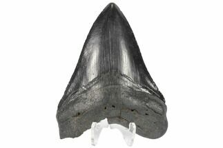 Megalodon Size: How Big Was The Megalodon Shark? - FossilEra.com