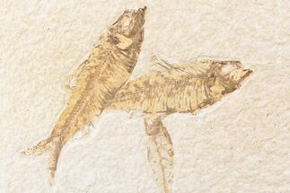 Three Overlapping Knightia Fossil Fish - Wyoming #85534