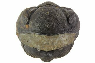 Bumpy Enrolled Morocops (Phacops) Trilobite #86420
