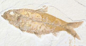 Beautiful, Knightia Fossil Fish - Wyoming #85716