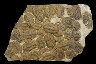 Plate Of Large Asaphid Trilobites - Spectacular Display #86537