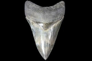 Serrated, Fossil Megalodon Tooth - Killer Lower Tooth!!! #86685