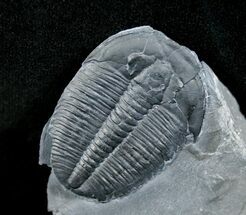 Large Elrathia Trilobite In Matrix #6353