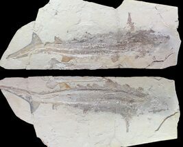 m () Cretaceous Sand Tiger Shark With Pos/Neg - Museum Quality #86767