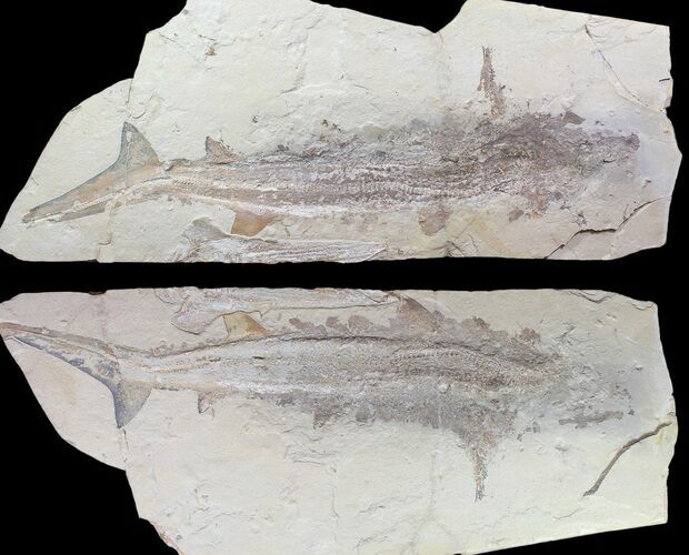1m (36") Cretaceous Sand Tiger Shark With Pos/Neg - Museum Quality