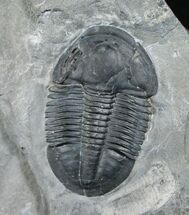 Asaphiscus Trilobite - Utah #6358