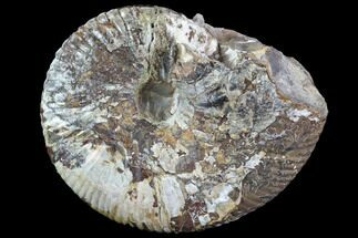 Rhaeboceras Ammonite - Bearpaw Shale, Montana #86210