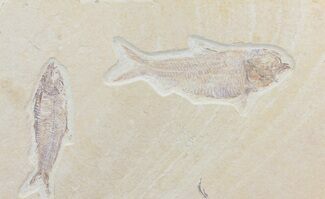 Pair of Knightia Fossil Fish - Green River Formation, Wyoming #79853