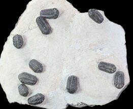 Austerops Trilobite Mortality Plate From Jorf - Trilobites #86904