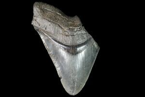 Fossil Shark Teeth For Sale 