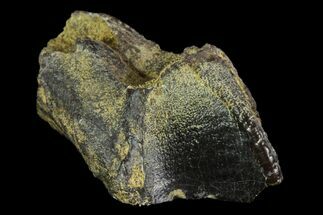 Partial Triceratops Tooth - South Dakota #87046