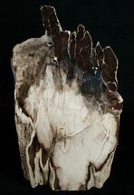 Tall Free Standing Petrified Wood Specimen #6394