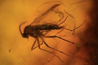 Two Detailed Fossil Flies (Diptera) In Dark Baltic Amber #87200