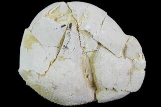 Bargain, Fossil Echinoid (Sea Urchin) - Taouz, Morocco #87181