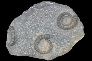 Multiple Devonian Ammonoids (Anetoceras) on Rock - Morocco #87252