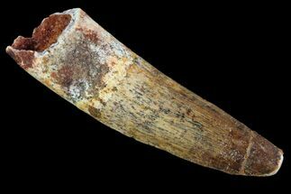 About Dinosaur Teeth - FossilEra.com