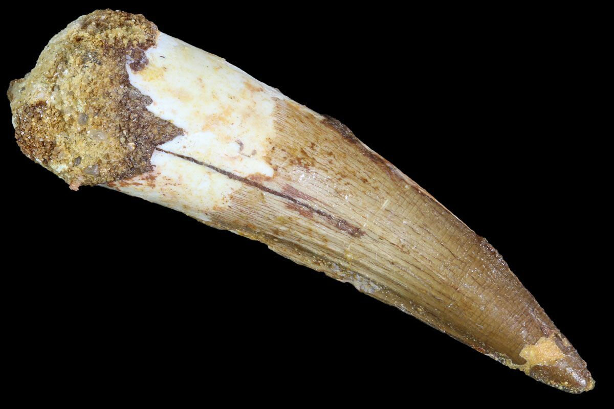 spinosaurus tooth fossil