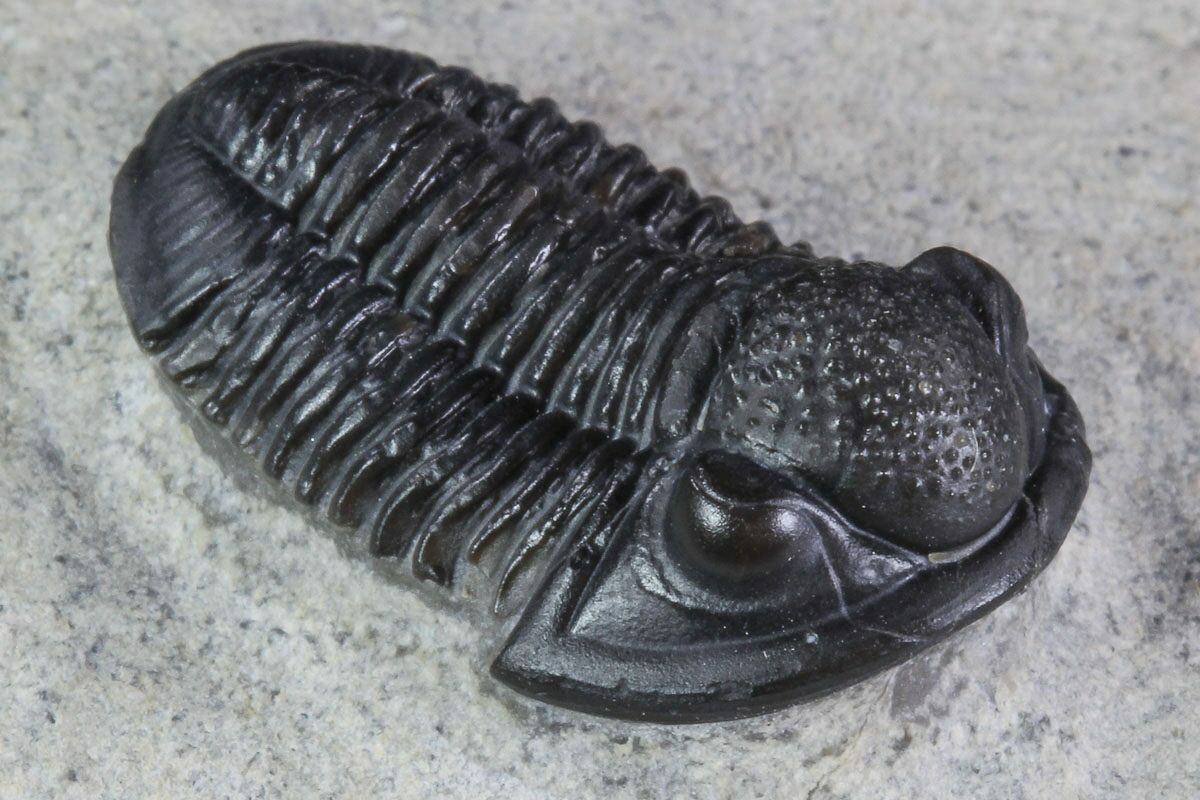 .8" Gerastos Trilobite Fossil Morocco (87556) For Sale