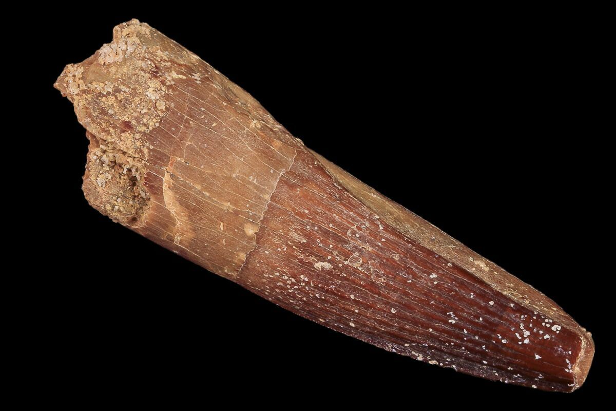 real spinosaurus tooth