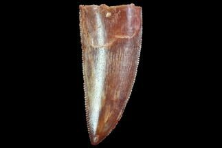 Serrated, Raptor Tooth - Very Large Specimen #87651