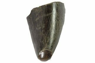 T-Rex (Tyrannosaurus rex) Tooth Tip - Montana #87913