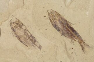 Two Fossil Fish (Gosiutichthys) - Lake Gosiute, Green River Formation #87804