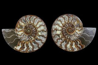 Cut & Polished Ammonite Fossil - Crystal Chambers #88167