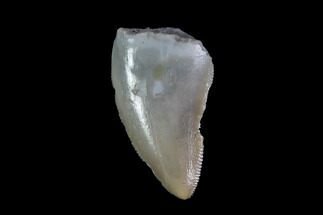 Coelophysis Tooth From Arizona - Triassic Dinosaur #88592