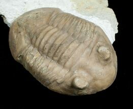 Asaphus Plautini Trilobite - Exposed Hypostome #6449