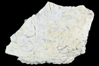 Aetosaur Scute - Chinle Formation, Arizona #88600