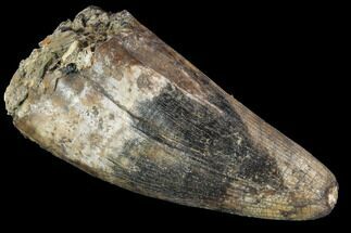 Huge, Deinosuchus Premax Tooth - Aguja Formation, Texas #88719