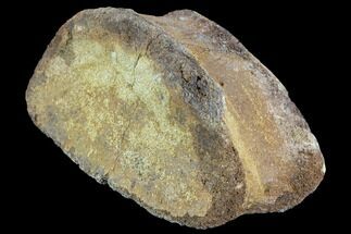 Hadrosaur (Duck-Billed Dinosaur) Toe Bone - North Dakota #88736