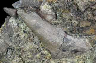 Fossil Turtle Bones & Crocodilian Tooth - Aguja Formation, Texas #88782