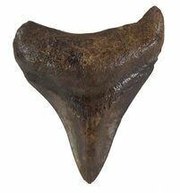Brown, Fossil Megalodon Tooth - Georgia #89008