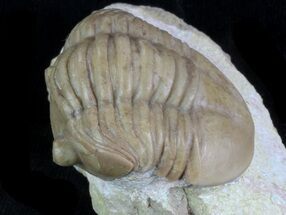 1.9" Onchometopus Volborthi - Very Rare Asaphid - Fossil #89056